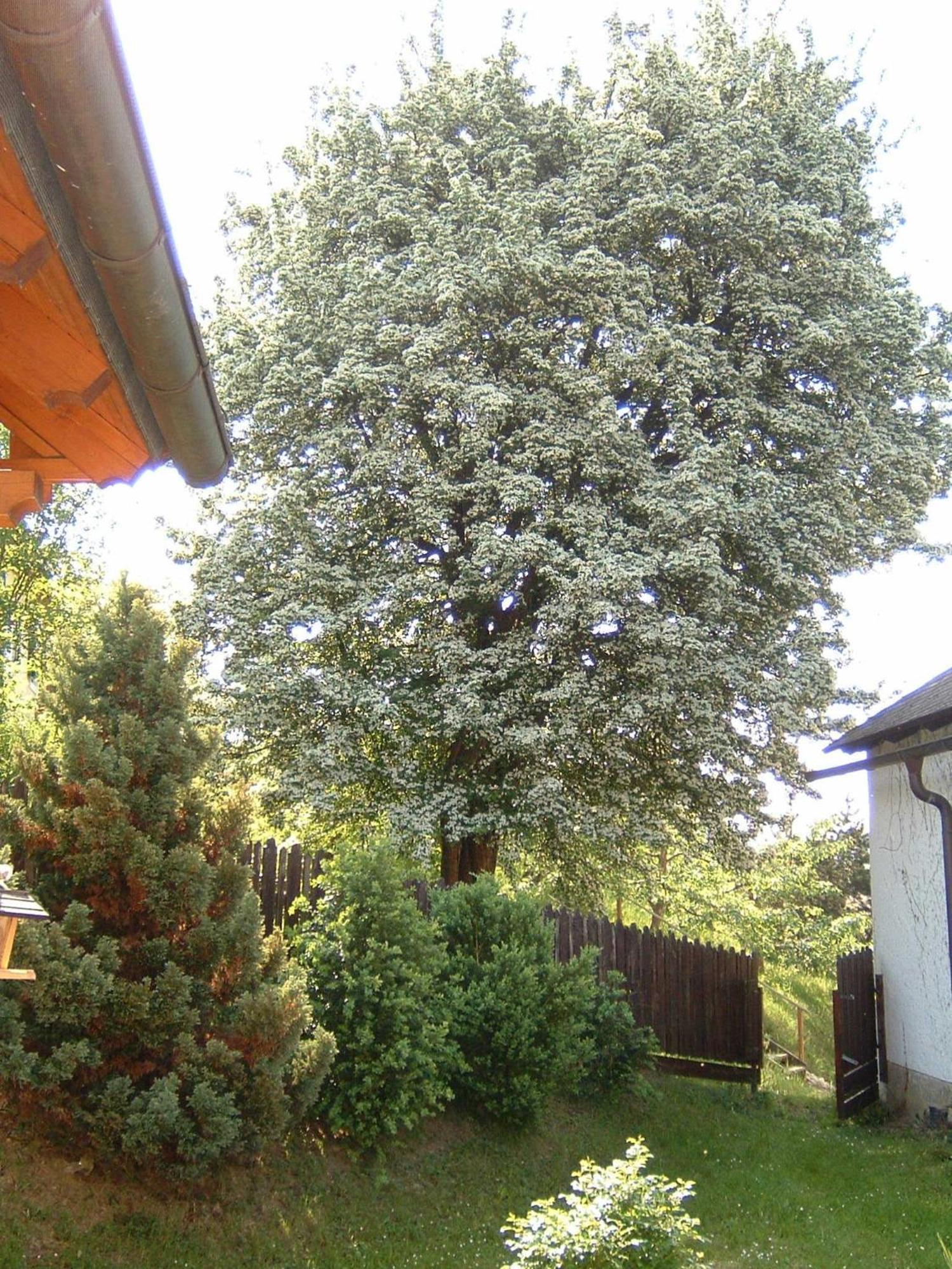 Gasthof Siegfried Gruber Hartmannsdorf Exterior foto